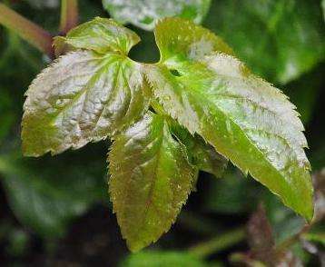 Knowltonia vesicatoria Seeds - Indigenous Perennial Fynbos - Medicinal Herb