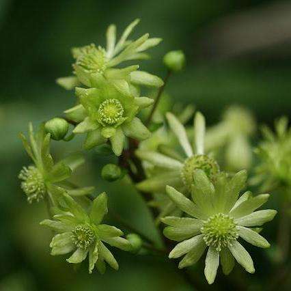 Knowltonia vesicatoria Seeds - Indigenous Perennial Fynbos - Medicinal Herb