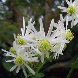 Knowltonia vesicatoria Seeds - Indigenous Perennial Fynbos - Medicinal Herb
