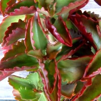 100 Kalanchoe longiflora var. coccinea Seeds - Bulk Indigenous Succulent Seeds