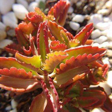 Kalanchoe longiflora var. coccinea Seeds + GET FREE SEEDS WITH ALL ORDERS - Indigenous Succulents