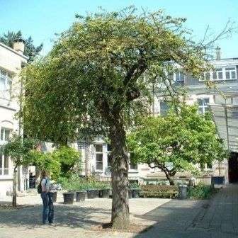 10 Crataegus laevigata Tree Seeds ~ Woodland Hawthorn Seeds - Deciduous Frost Hardy