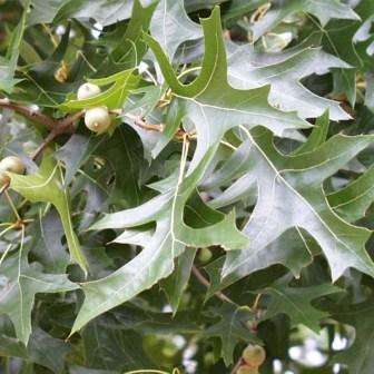 5 Quercus palustris Tree Seeds - Pin Oak Seeds - Deciduous Frost Hardy Tree