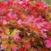5 Quercus palustris Tree Seeds - Pin Oak Seeds - Deciduous Frost Hardy Tree