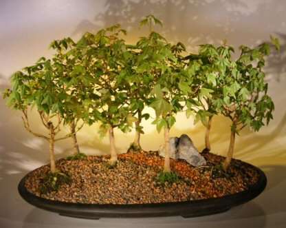 20 Pin Oak Seeds - Quercus palustris Bonsai - Buy Bonsai Tree Seeds in South Africa