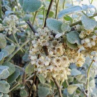 20 Helichrysum petiolare Seeds - Kooigoed, Everlasting, Imphepho Indigenous Medicinal Shrub Seeds