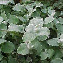 5 Helichrysum petiolare Seeds - Kooigoed, Everlasting, Imphepho Indigenous Medicinal Shrub Seeds