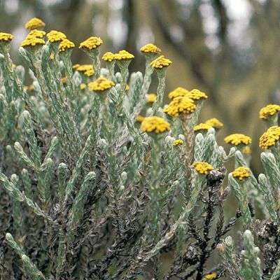 10 Imphepho - Helichrysum odoratissimum Seeds - Indigenous Medicinal Ethnobotanical
