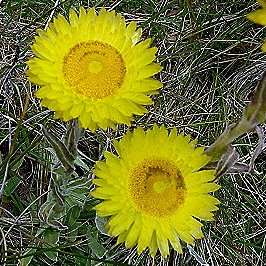 10 Helichrysum aureum Seeds - Everlasting Flower - South African Indigenous Perennial Seeds