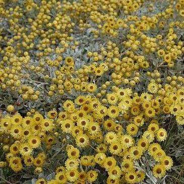Helichrysum argyrophyllum Seeds - Golden Guinea Everlasting - Indigenous Perennial Ground-cover