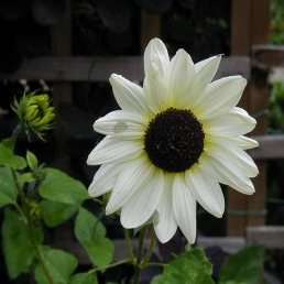 Helianthus debilis Italian White Sunflower Seeds - Combined Shipping Worldwide - Annual Seeds