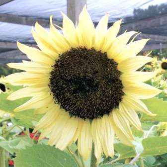 20 Helianthus debilis Italian White Sunflower Seeds - Combined Shipping Worldwide - Annual Seeds