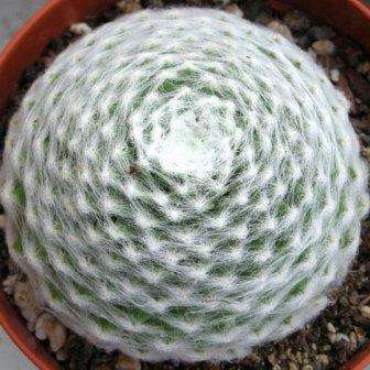 10 Sempervivum arachnoideum Seeds - Hen & Chicks House Leeks - Exotic Succulent Plant Seeds