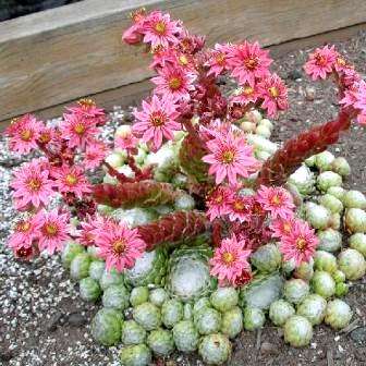 Sempervivum arachnoideum Seeds - Hen & Chicks House Leeks - Exotic Succulent Plant Seeds