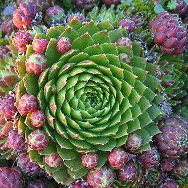 10 Sempervivum soboliferum Seeds - Hen & Chicks House Leeks - Exotic Succulent Plant Seeds