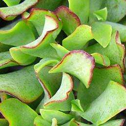 Plants - Crassula ovata undulata Plants - Indigenous Live Succulent Plants