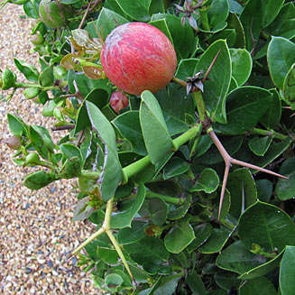 10 Carissa macrocarpa (Big num-num) Bonsai Tree Seeds - Indigenous Fruit