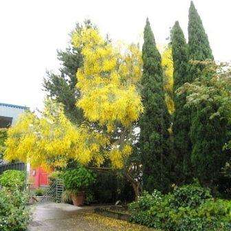 50 Genista aetnensis Seeds ~ Mount Etna Broom Tree - Bulk Exotic Tree Seeds from Sicily