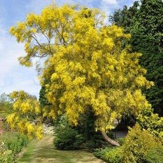 10 Genista aetnensis Seeds ~ Mount Etna Broom Tree - Exotic Tree Seeds from Sicily