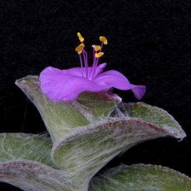 Tradescantia sillamontana Plants - Cobweb Spiderwort - Live Succulent Plants