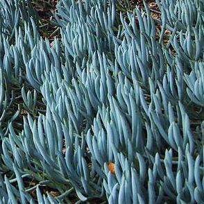 Senecio mandraliscae Plants - Blue Finger Plant - Indigenous Live Succulent Plants