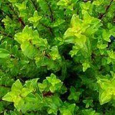 10 True Boegoe / Buchu - Seeds - Agathosma betulina - Medicinal Plants from South Africa