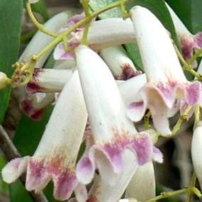 20 Pandorea pandorana Seeds - Australian Wonga Wonga Vine + Get FREE Seeds with ALL Orders!