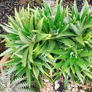 10 Dyckia brevifolia Seeds - Pineapple Dyckia - Pineapple Bromeliad - Exotic Succulent Plant Seeds