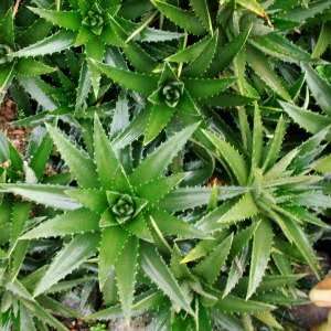 Dyckia brevifolia Seeds - Pineapple Dyckia - Pineapple Bromeliad - Exotic Succulent Plant Seeds