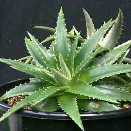 5 Dyckia brevifolia Seeds - Pineapple Dyckia - Pineapple Bromeliad - Exotic Succulent Plant Seeds