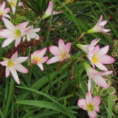 100 Zephyranthes robusta Seeds - Zephyr lily, Rain Lily, Magic Lily - BULK Perennial Bulb Seeds