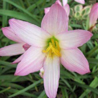 10 Zephyranthes robusta Seeds - Zephyr lily, Rain Lily, Magic Lily - Perennial Bulb Seeds