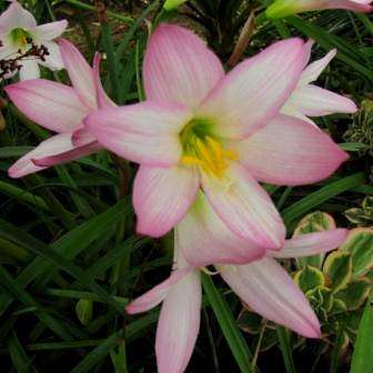 Zephyranthes robusta Seeds - Zephyr lily, Rain Lily, Magic Lily - Perennial Bulb Seeds