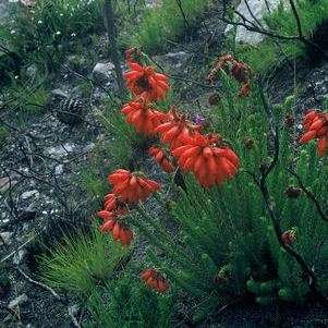 Erica cerinthoides Seeds - Shrubs Indigenous To South Africa - Free Shipping Available See Terms