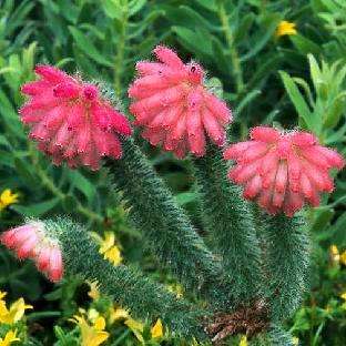10 Erica cerinthoides Seeds - Indigenous South African Shrub Seeds