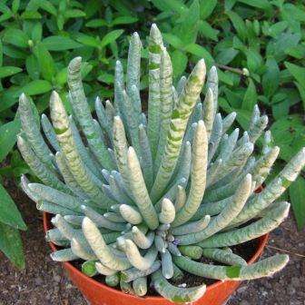 5 Senecio scaposus Seeds - Silver Coral Plant - Indigenous South African Native Succulent Plant Seed