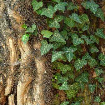20 English Ivy - Hedera helix Seeds - Creeper Climber Groundcover