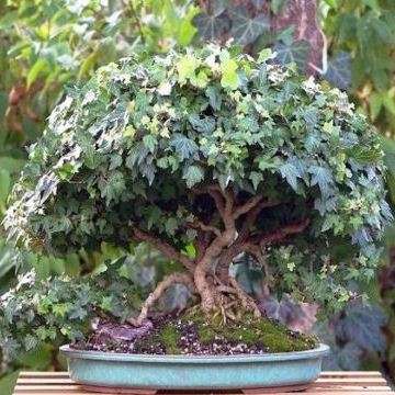 5 Hedera helix Bonsai Seeds - English Ivy + FREE eBook and FREE Bonsai Seeds with ALL orders!