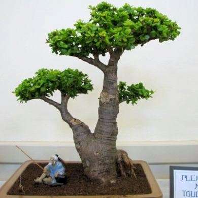 Spekboom - Portulacaria afra Plants - Indigenous Live Succulent Plants - Mini Jade Tree Bonsai Plant