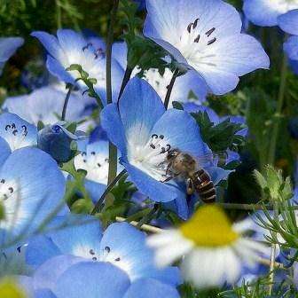 10 Nemophila menziesii Seeds - Baby Blue Eyes - Sow Spring Autumn - Annual Seeds