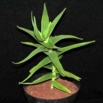 Aloe ciliaris Plants - Indigenous Climbing Live Succulent Plants - Inheemse Vetplante
