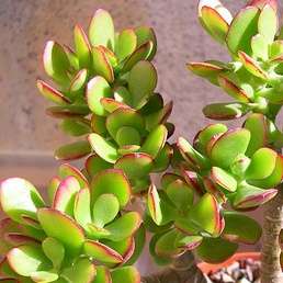 Crassula ovata Plants - Jade Tree - Indigenous Live Succulent Plants - Inheemse Vetplante