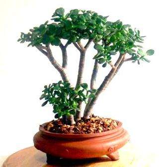 Crassula ovata Plants - Jade Tree - Indigenous Live Succulent Plants - Inheemse Vetplante