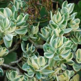 Plants - Crassula ovata variegata Plants - Variegated Jade Plant Plant - Live Succulent Plants