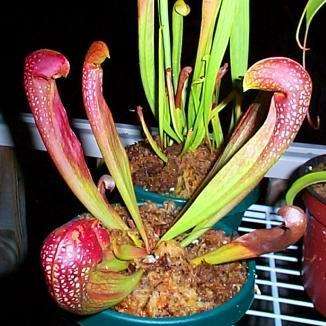 Sarracenia psittacina - Parrot Pitcher Plant Seeds + FREE SEEDS WITH ALL ORDERS!