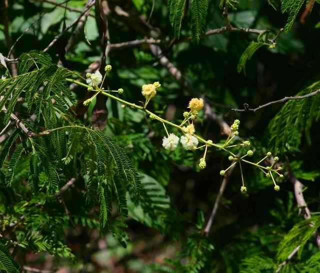 River climbing thorn - Rivierrankdoring (Acacia schweinfurthii) Indigenous Tree Seeds