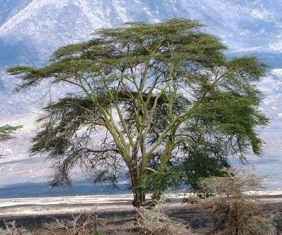 Fever Tree Seed - Acacia xanthophloea Seeds - Indigenous