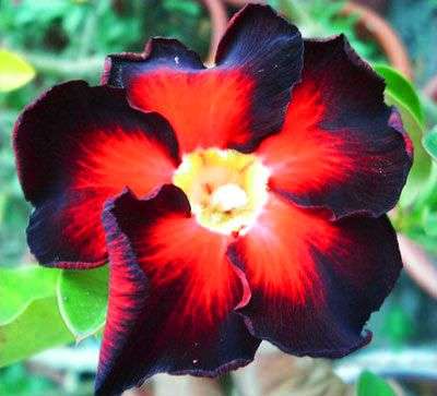 Adenium obesum var. Black Fire - A STUNNING HYBRID ADENIUM - HAND POLLINATED SEED