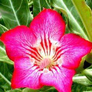 Adenium obesum var. Net-Line Star - A STUNNING HYBRID ADENIUM - HAND POLLINATED SEED
