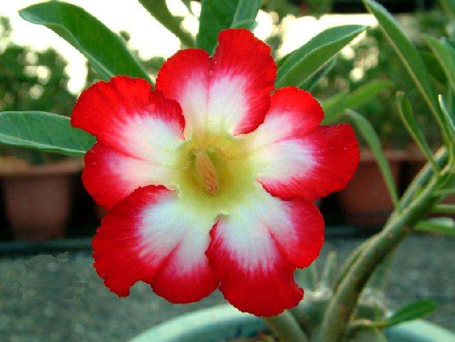 Adenium obesum var. Super Moonlight Fairy - A STUNNING HYBRID - HAND POLLINATED SUCCULENTS SEEDS